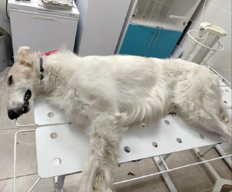 Саратовские ветеринары спасли собаку, порвавшую лапу на зимней охоте